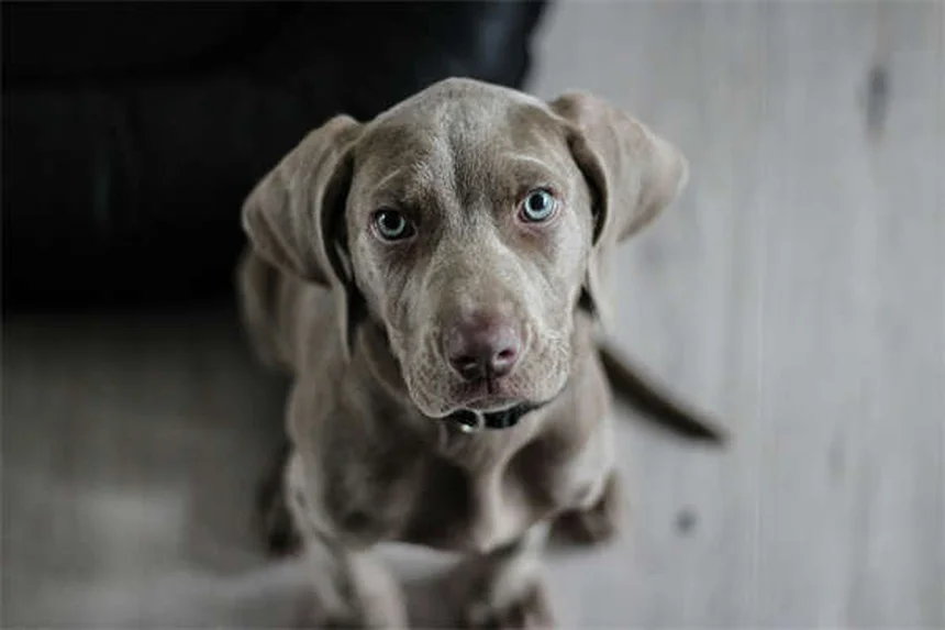 Puppy Development 6-12 Months: What to Expect as Your Dog Grows