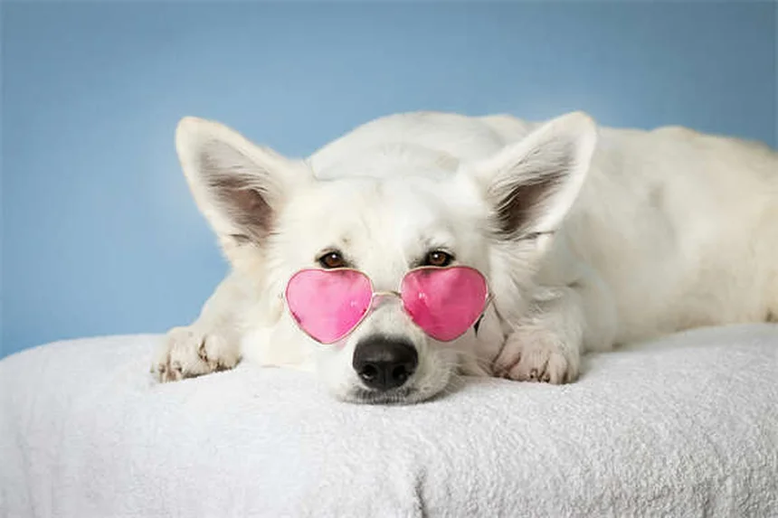 Dog Teeth 101: How Many Teeth Do Dogs Have & When to Worry