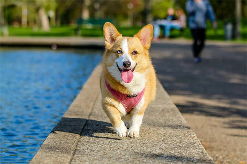 Dog Teeth 101: How Many Teeth Do Dogs Have & When to Worry