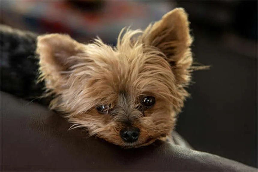 Dog Teeth 101: How Many Teeth Do Dogs Have & When to Worry